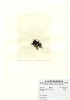 藏品(扁龍鬚菜)的圖片